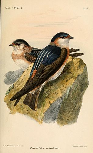 Chestnut-collared swallow